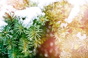 paisagem de inverno. árvores cobertas de neve foto