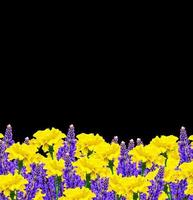 flores coloridas brilhantes calêndulas isoladas em fundo preto foto