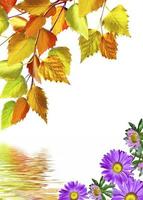 fundo abstrato de folhas de outono foto