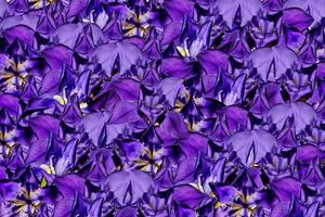 fundo floral abstrato de íris de flores foto