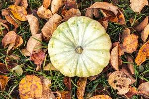 fundo outonal. outono outono abóbora em folhas secas de outono fundo do jardim ao ar livre. outubro setembro papel de parede mudança de estações maduro comida orgânica conceito festa de halloween dia de ação de graças. foto