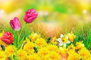 lindos narcisos de flores da primavera. flores amarelas. foto