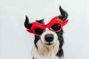 conceito de gostosuras ou travessuras. engraçado cachorrinho border collie vestido de halloween bobo satanás diabo óculos traje assustador e assustador isolado no fundo branco. preparação para festa de halloween. foto