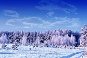 floresta na geada. paisagem de inverno. árvores cobertas de neve. foto