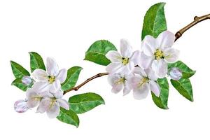 ramo de floração de maçã isolado em um fundo branco. Flor da Primavera. foto