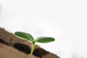 pequena muda de pepino verde em crescimento foto