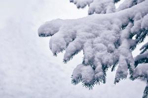 floresta na geada. paisagem de inverno. árvores cobertas de neve. foto