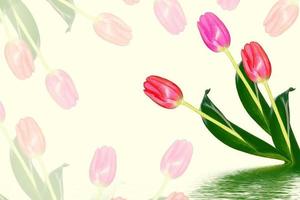 tulipas de flores brilhantes e coloridas foto