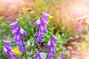 campânula de lindas flores silvestres azuis. foto