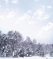 floresta na geada. paisagem de inverno. árvores cobertas de neve. foto