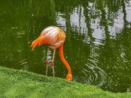 flamingos cor de rosa no lago da lagoa em resort de luxo no méxico. foto