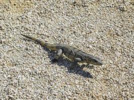 iguana no chão tulum ruínas local maia templo pirâmides méxico. foto