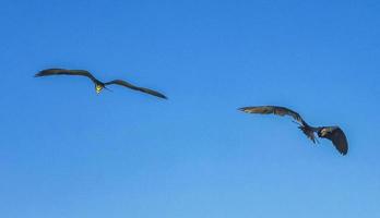 pássaros fregat voam fundo de céu azul em holbox méxico. foto