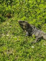 iguana na grama tulum ruínas local maia templo pirâmides méxico. foto