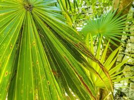 palmeiras tropicais cocos céu azul em tulum méxico. foto