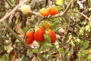 rica colheita de tomate cereja no jardim da fazenda coletiva. foto