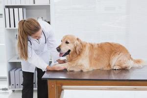veterinário focado examinando um labrador foto
