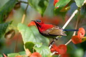 um sunbird carmesim na planta de chapéu chinês com flores foto