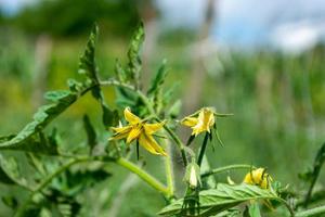 florescendo tomates no campo. agricultura e agronomia. foto