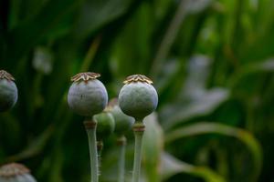 cabeças de papoula verde. foto