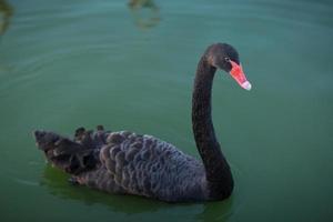 único lindo cisne negro nada em um lago verde. foto
