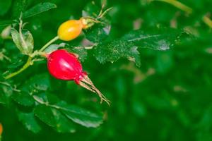 arbusto de uma rosa brava em um fundo de uma paisagem de verão foto