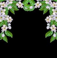 ramo de flores de maçã branca foto