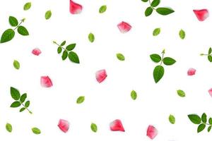 pétalas de rosa rosa brilhante. foto