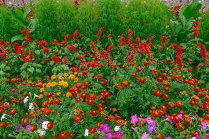 flores brilhantes e coloridas malmequeres. paisagem de outono. foto