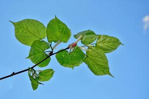 fundo natural. folhas verdes jovens. foto