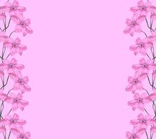 flores de clematis brilhantes isoladas em um fundo rosa. foto