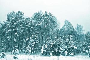 floresta na geada. paisagem de inverno. árvores cobertas de neve. foto