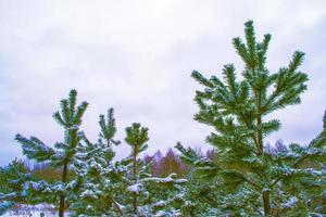 floresta de inverno congelado com árvores cobertas de neve. foto