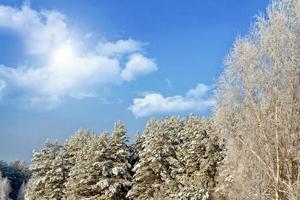 floresta na geada. paisagem de inverno. árvores cobertas de neve foto