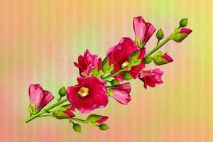 flores de malva. composição floral. foto