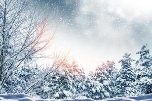 floresta de inverno congelado com árvores cobertas de neve. foto