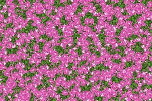 fundo abstrato de flores rosas foto