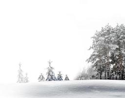 floresta de inverno. paisagem de inverno. foto