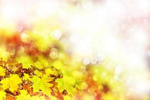 paisagem de outono. lindas folhas. árvores coloridas. folhagem foto