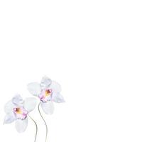 flor de orquídea isolada no fundo branco. foto