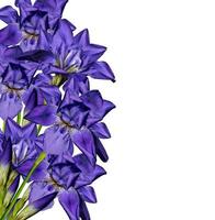 flor de íris azul foto