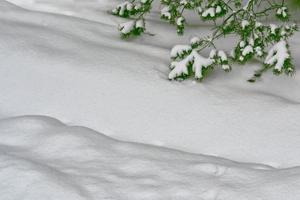 floresta na geada. paisagem de inverno. árvores cobertas de neve. foto