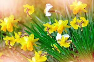 paisagem de primavera. lindos narcisos de flores da primavera. foto