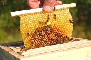 abelhas no favo de mel pequeno casamento realizada por apiarista