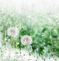 paisagem de primavera com uma grama jovem. chuva foto