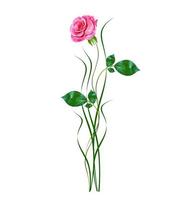 botões de flores de rosas isoladas no fundo branco foto