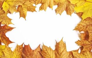 folha de bordo de outono brilhante em um fundo branco. foto