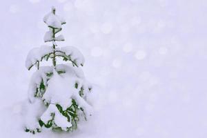 floresta de inverno congelado com árvores cobertas de neve. foto