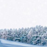 floresta de inverno congelado com árvores cobertas de neve. foto