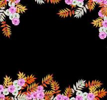 lavatera isolada em fundo preto. flor brilhante foto